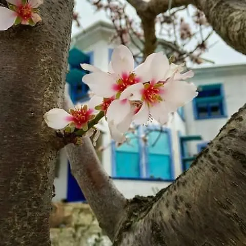 Dimitri Ada Evi & Restaurant